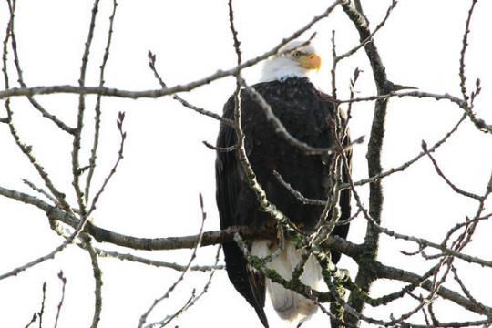 Eagle