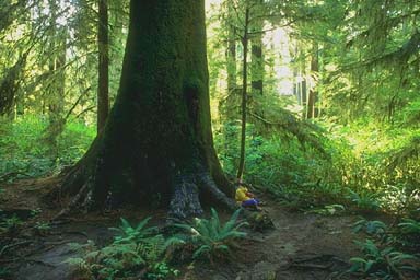 Tongass Forest