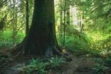 Tongass Forest