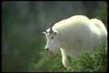 Mountain Goat